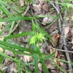 Carex intumescens leaf picture by Benjamin Goron (cc-by-sa)