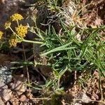 Bupleurum ranunculoides habit picture by Francois Mansour (cc-by-sa)