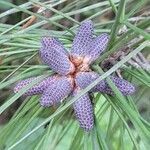 Pinus elliottii fruit picture by Trap Hers (cc-by-sa)