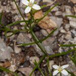 Moehringia tommasinii flower picture by Martin Bishop (cc-by-sa)