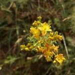 Hypericum perfoliatum flower picture by Amin Benziane (cc-by-sa)