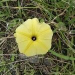 Ipomoea ochracea flower picture by Augustin Soulard (cc-by-sa)