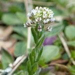 Lepidium heterophyllum habit picture by francois tissot (cc-by-sa)