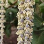 Garrya elliptica flower picture by bill oconnor (cc-by-sa)