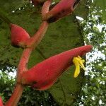 Heliconia longa flower picture by Nelson Zamora Villalobos (cc-by-nc)