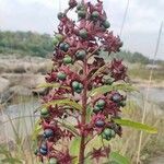 Clerodendrum indicum fruit picture by Mirazul Mirazul Islam (cc-by-sa)