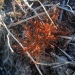 Drosera intermedia habit picture by Eli Small (cc-by-sa)