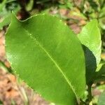 Hydrangea serratifolia leaf picture by Daniel Barthelemy (cc-by-nc)