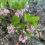 Arctostaphylos patula flower picture by Peter Nelson (cc-by-sa)