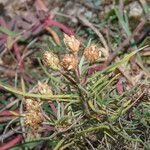 Plantago sempervirens fruit picture by Emanuele Santarelli (cc-by-sa)