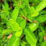 Rhododendron viscosum leaf picture by Jim Wolfe (cc-by-sa)