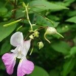 Impatiens balfourii flower picture by guizmho (cc-by-sa)