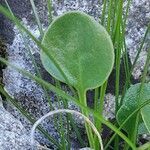 Globularia incanescens leaf picture by Franco Colnago (cc-by-sa)