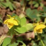 Chamaecrista kunthiana flower picture by Nelson Zamora Villalobos (cc-by-nc)