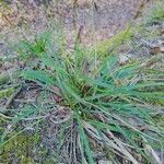 Carex digitata habit picture by Re He (cc-by-sa)