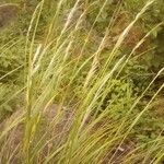 Eragrostis barrelieri leaf picture by rollan susi (cc-by-sa)