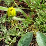 Ranunculus millefoliatus leaf picture by Emanuele Santarelli (cc-by-sa)