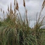 Cortaderia selloana habit picture by Jean-René Girardeau (cc-by-sa)