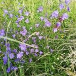 Campanula rotundifolia habit picture by Emmanuel Debraize (cc-by-sa)