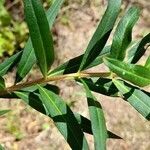 Heimia salicifolia leaf picture by Trap Hers (cc-by-sa)