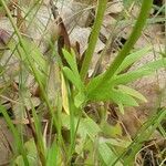 Anemone palmata leaf picture by joselu_4 (cc-by-sa)