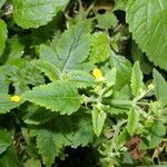 Calceolaria mexicana habit picture by Nelson Zamora Villalobos (cc-by-nc)