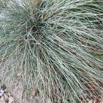 Festuca glauca leaf picture by Quentin Douay (cc-by-sa)