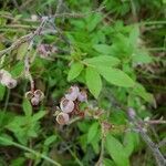 Vaccinium myrtilloides fruit picture by Bryce Avot (cc-by-sa)