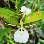 Epidendrum eburneum flower picture by Benítez Juan (cc-by-sa)