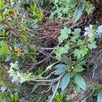 Saxifraga geranioides habit picture by Francois Mansour (cc-by-sa)