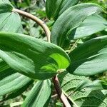 Bomarea edulis leaf picture by Trap Hers (cc-by-sa)