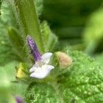 Salvia viridis flower picture by laurent boniface (cc-by-sa)