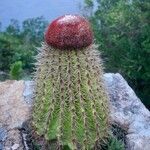 Melocactus intortus flower picture by christiane Fazer (cc-by-sa)