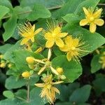 Hypericum hircinum flower picture by Olive Prov (cc-by-sa)