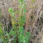 Euphorbia hirsuta habit picture by Yolande Conejos (cc-by-sa)