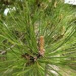 Pinus pinaster leaf picture by Ђорђе Николић (cc-by-sa)