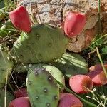 Opuntia humifusa fruit picture by Boris Turk (cc-by-sa)