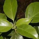 Dendropanax arboreus leaf picture by Nelson Zamora Villalobos (cc-by-nc)