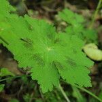 Geranium phaeum leaf picture by ANNIE cipiereannie (cc-by-sa)