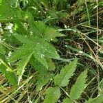 Pimpinella major leaf picture by Gottfried Zivithal (cc-by-sa)