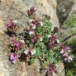 Teucrium rotundifolium flower picture by Antonio C. (cc-by-sa)