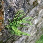 Asplenium trichomanes habit picture by gilles collin (cc-by-sa)