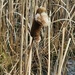 Typha latifolia fruit picture by Menno Wolff (cc-by-sa)