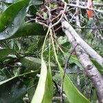 Anthurium gracile habit picture by Gabriel Ollivier (cc-by-sa)