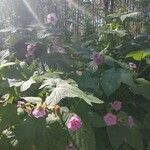 Rubus odoratus habit picture by Kate Senatskaya (cc-by-sa)