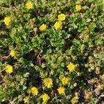 Potentilla tabernaemontani habit picture by Dieter Albrecht (cc-by-sa)