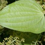 Dioscorea standleyi leaf picture by Nelson Zamora Villalobos (cc-by-nc)