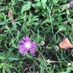 Centaurea aspera flower picture by Stéphanie Aït Larbi (cc-by-sa)