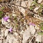 Campanula sibirica habit picture by Tomaž Jančar (cc-by-sa)