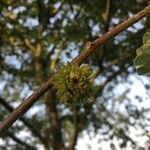 Quercus cerris flower picture by hold3n (cc-by-sa)